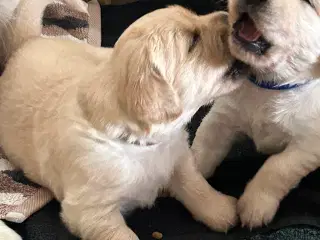 Skønne gyldne Golden Retriever hvalpe