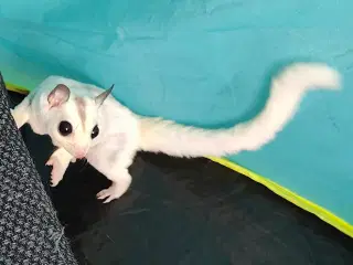Sugarglider - Flyvepungegern 