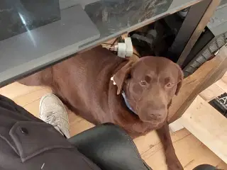 Olivia brun Labrador 4 år