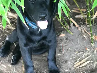 Labradoodle  hvalpe en skøn familie hund.