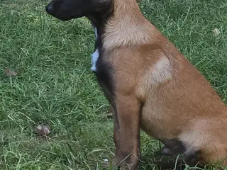 Best friend 
