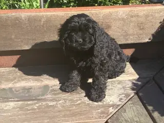Cockapoo hvalpe