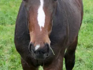 Oldenborg hingsteføl 