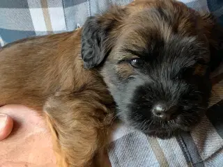 Wheaten hvalp tæve sælges