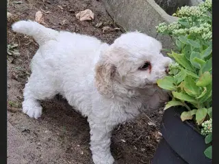 Labradoodle hvalpe