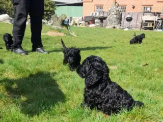 Cockerpoo