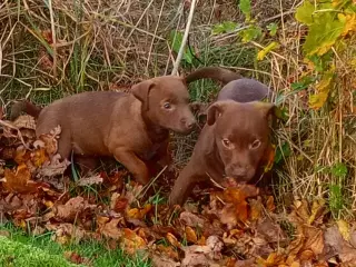 Patterdale Terrier hvalpe 