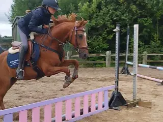 Irsk sportspony vallak 