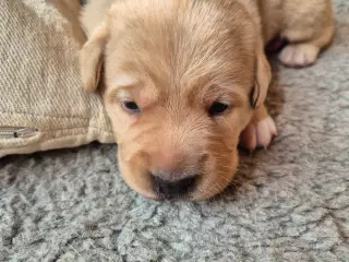 Labrador tæve hvalpe 