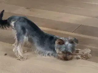 Parring af yorkshire terrier 