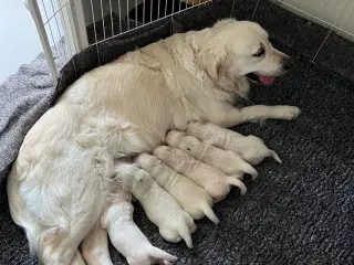 Golden Retriever hvalpe