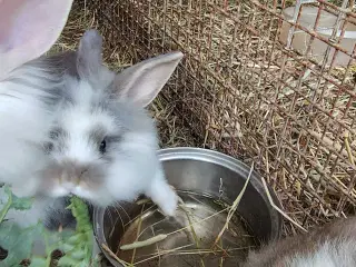 Kaninunger 