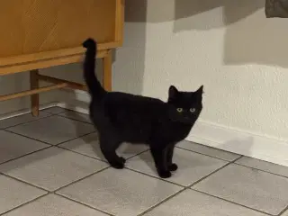 Emil og Jasmin søger nyt hjem