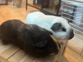 🐹 To søde han marsvin søger nyt hjem 🏡