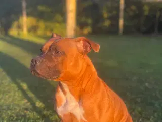 Staffordshire Bull Terrier