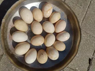 Rugeæg moskus ænder 