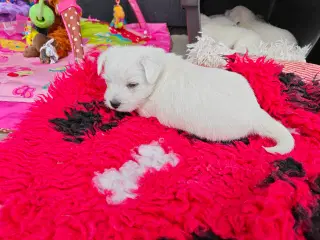 Westie hvalpe