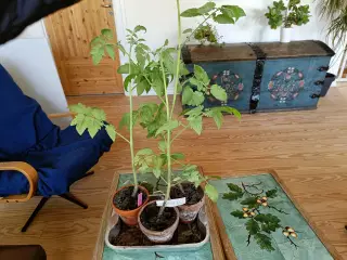 Mange forskellige tomatplanter