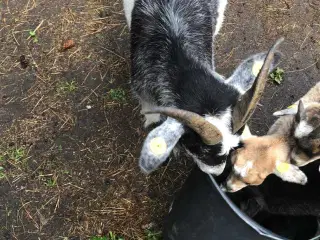 2 kastreret geder sælges