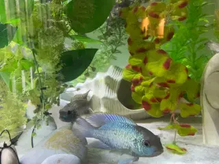 10 Electric blue unger