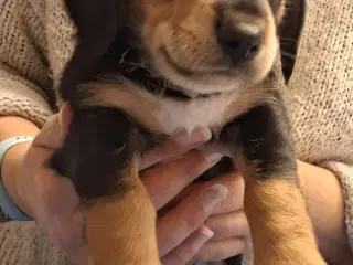 Gravhundeblandinger