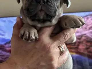 Fransk Bulldog Hvalpe