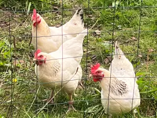 5 lyse Sussex høns søger nyt hjem.