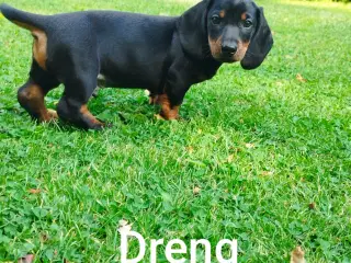 Gravhunde hvalpe korhåret 