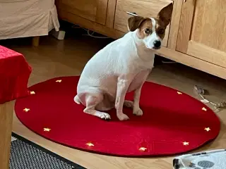 Jack russell pige 