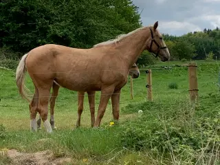 Palomino hoppe