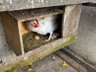 Gode høns - lægger æg