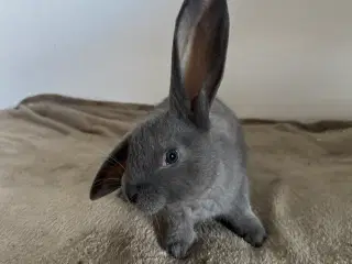 Fransk vædder ,belgisk kæmpe ,tysk kæmpe