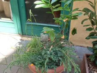 Plante