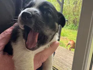 Dansk svensk gårdhund