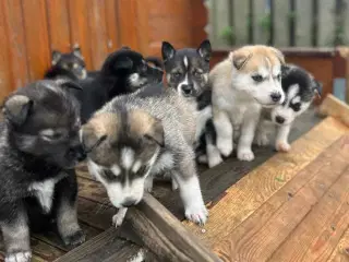 Unikke hvalpe med blå øjne søger nye, kærlige hjem