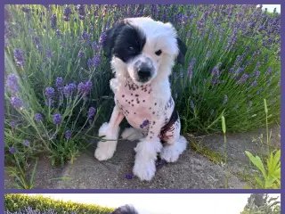 Chinese Crested/Powder puff med DKK stambog