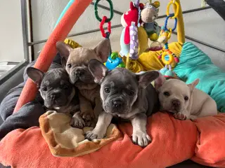Franske bulldog hvalpe