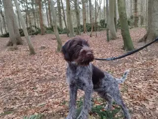 Lækre hvalpe Jagt/Familiehunde LAB/RUHÅRET HØNSEHU