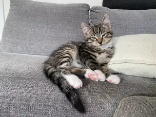 Norsk skovkat blanding