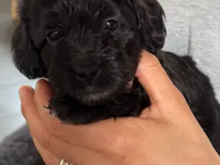 Maltipoo pige søger sit forever Home 🩷