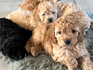 Cavapoo 