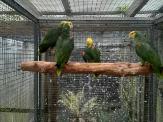 Amazonas magna og oratrix