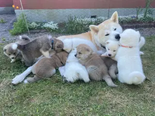 Akita Inu hvalpe
