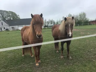 2 børnevenlige islænder