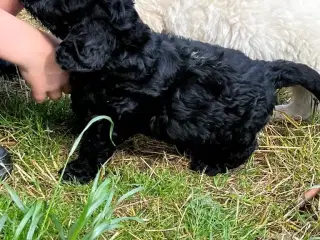 Golden Doodle 