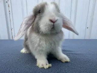 Dværgvædder/Mini lop hunkanin