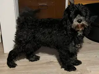 Cavapoo tæve sælges