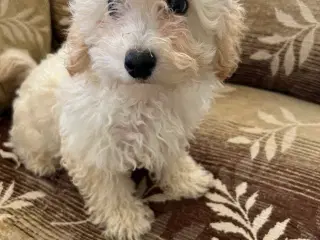 Maltipoo hand Hund