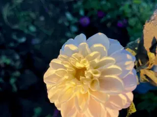 Geoginer - Dahlia knolde