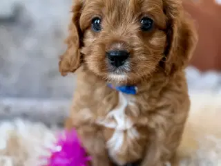 Cavapoo Hvalpe f1 Dreng